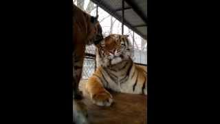 Tiger Gets a Kiss on Valentines Day @ABIDEbytheRIDE