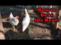 Help Your Chickens Beat the Heat! Tips &amp; Reminders