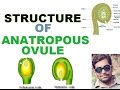 Structure of anatropous ovule easy way