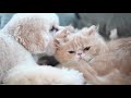 Cats and Dogs Friendships