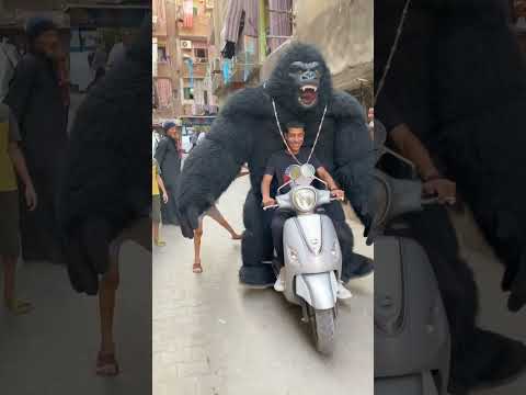 الغوريلا ركبت ورايه علي المكنه اكسبلور ترند  اضحكك الغوريلا  
