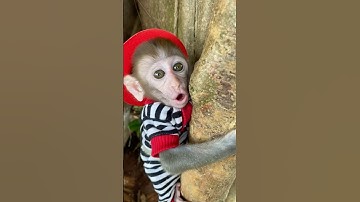 Climb trees to find milk P1 #monkey #animals #cute #trendingshorts #shorts #viralvideo #short #funny