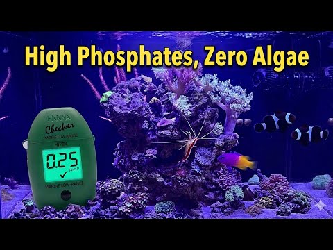 Why My Reef Tank Has NO ALGAE (Despite Insanely High PHOSPHATES)