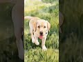 Labrador Puppy Living His Best Life