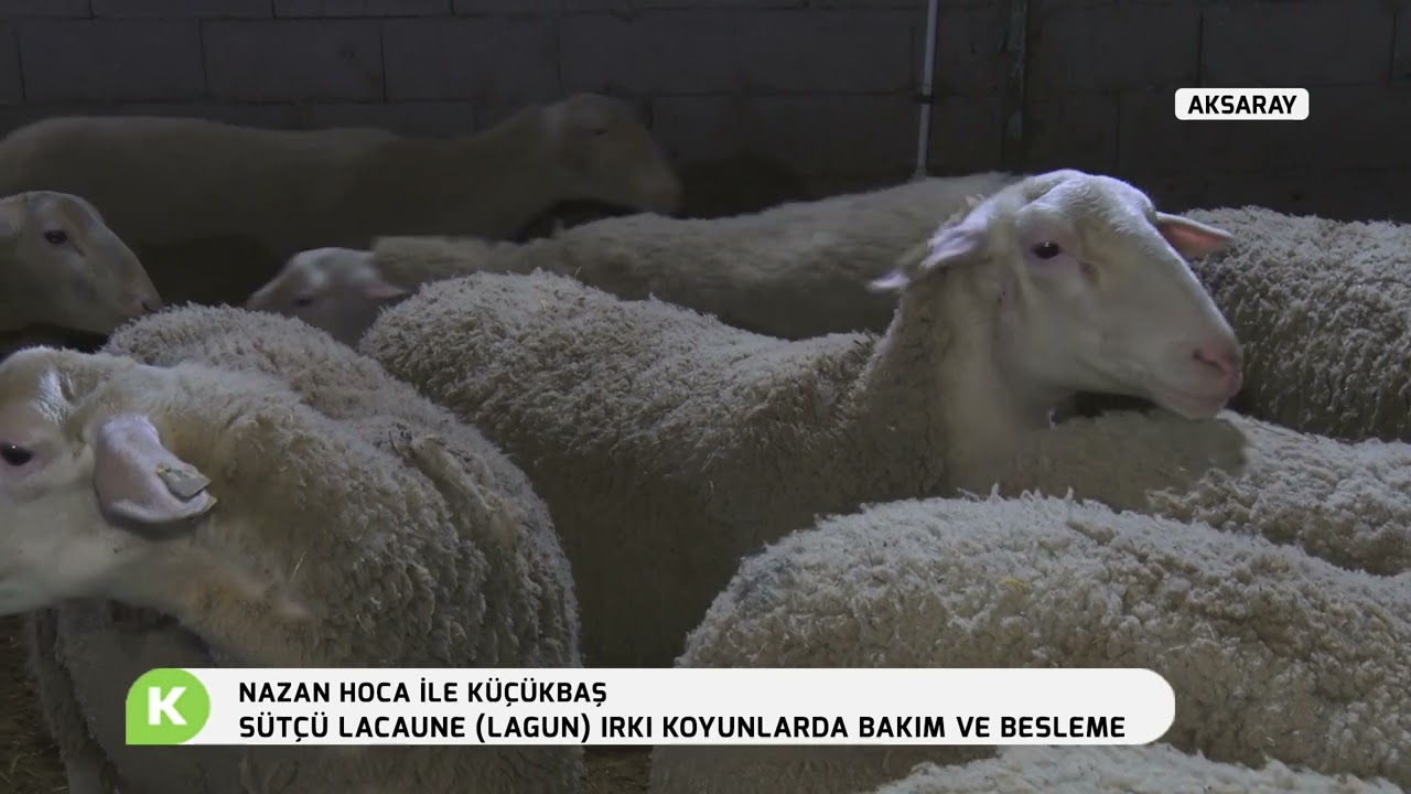 NAZAN HOCA İLE KÜÇÜKBAŞ | SÜTLÜ LACAUNE (LAGUN) IRKI KOYUNLARDA BAKIM VE BESLEME