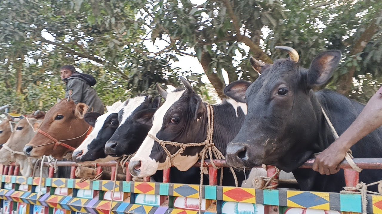 Asian Giant Cow 😱 | Massive Brahman Bull Loading | Big Farm। 