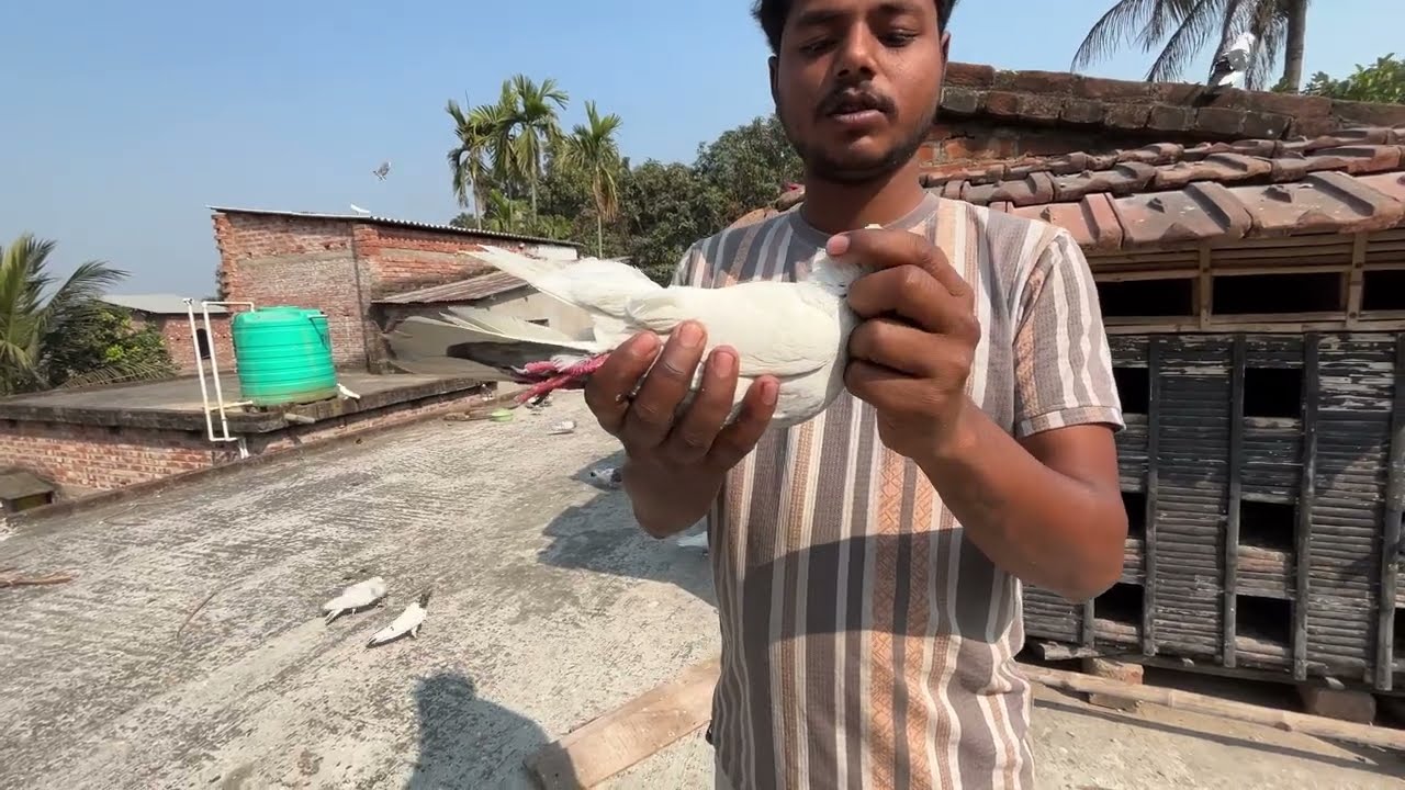 ধরা পায়রা ছেড়ে দিলাম 🕊️🧿👍#montuvolg #pigeon #kabootar #viralvideo #newpost #vlog #tranding