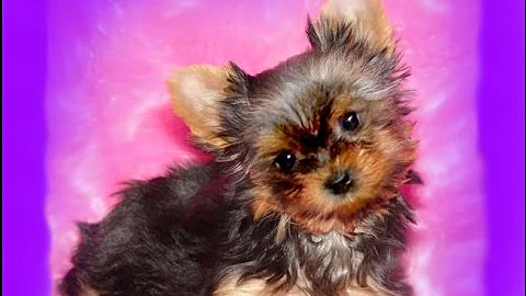 Watch the video about Kitty World's SMALLEST Tiny YORKIE Puppy / Yorkshire Terrier Teacup Cutie & The GREAT Escape ARTIST!
