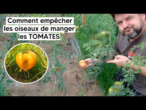 Vidéo: Protéger les plants de tomates des oiseaux : éloigner les oiseaux des tomates