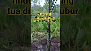 3 Hal Yg Di Rindukan  Orang Tua Di Alam Kuburusthilmanfauzi