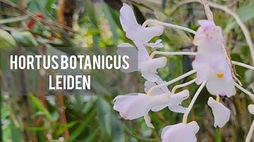 [4K Video] Leiden - Hortus Botanicus Leiden Botanical Garden. Beautiful Flowers and Plants.