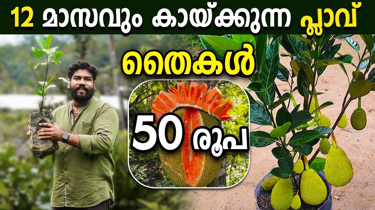 12 മാസവും കായ്ക്കുന്ന പ്ലാവ് | തൈകള്‍ 50 രൂപയ്ക്ക് | വര്‍ഷം മുഴുവന്‍ ചക്ക | ലാഭം വേണ്ടാത്ത നഴ്സറി