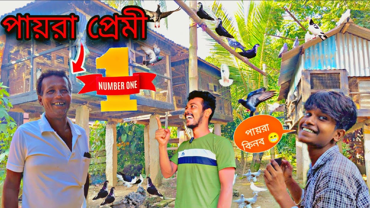কাকু ছোটোবেলা থেকে পায়রার পালন করে😯পায়রা বিক্রি করবে😁#myworld #petsvlog 