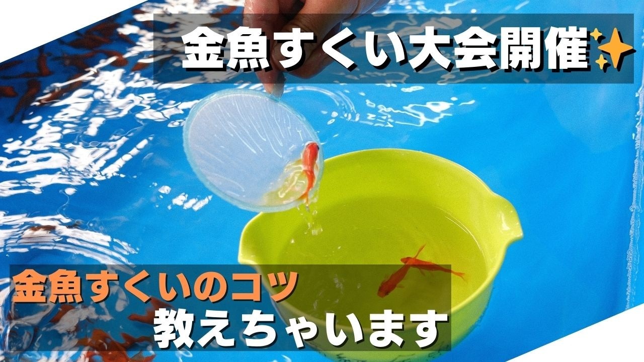 Goldfish scooping] Can aquarium store staff scoop goldfish?! A