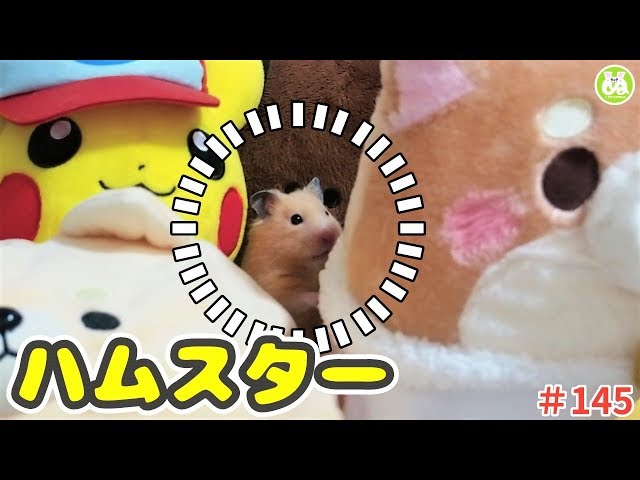 【ハムスター】ぬいぐるみの中からひょっこり顔を出す姿が可愛い！The hamster is hiding in a stuffed animal！