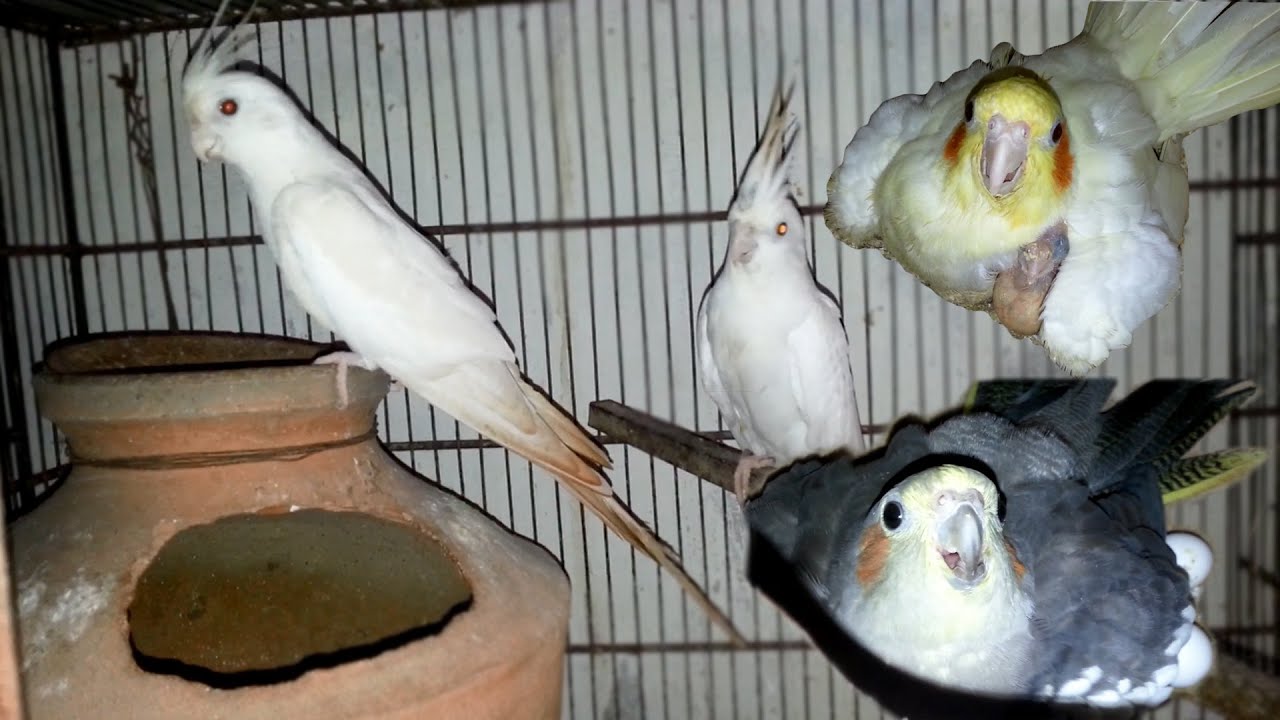 My all Cockatiel Parrots Breeding Progress
