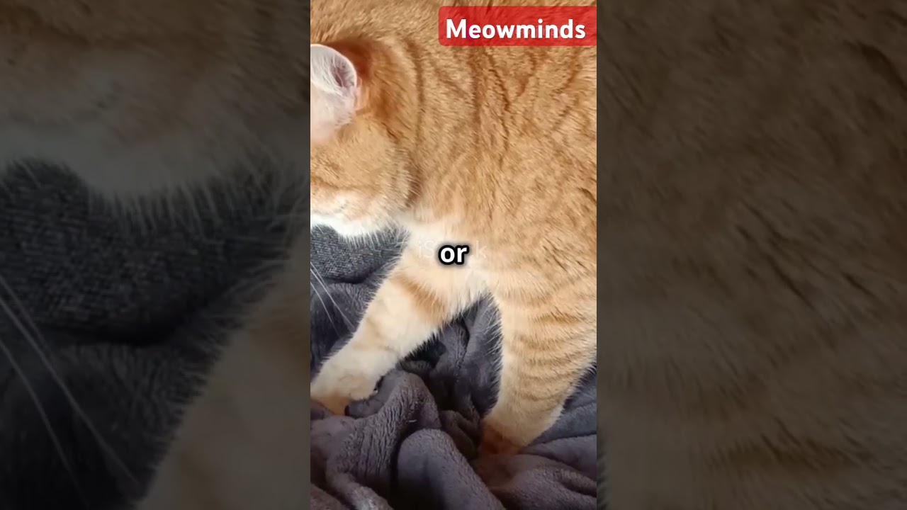 Did you know these signs about your cat's mystery tail?🙀 