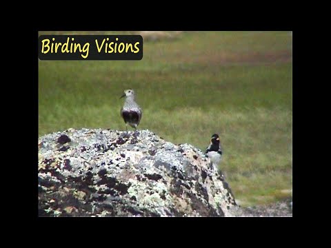 Singing Lapland Bunting (Longspur) and Dunlin on same rock - Birds of