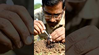 Life of Earwig 😱 #viral #1milio #animals #13million #earwig #gopro #fyp #shorts