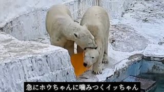 空腹でイライラしたお母さんに八つ当たりされるホッキョクグマ(天王寺動物園イッちゃん&ホウちゃん)