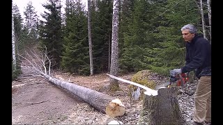 Processing aspen from wood to firewood and mulch.