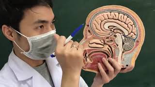 GIẢI PHẪU HỆ HÔ HẤP - BỘ MÔN GIẢI PHẪU VUTM