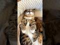 【保護猫の何気ない日常】どんどんイタズラが大好きになる猫#shorts