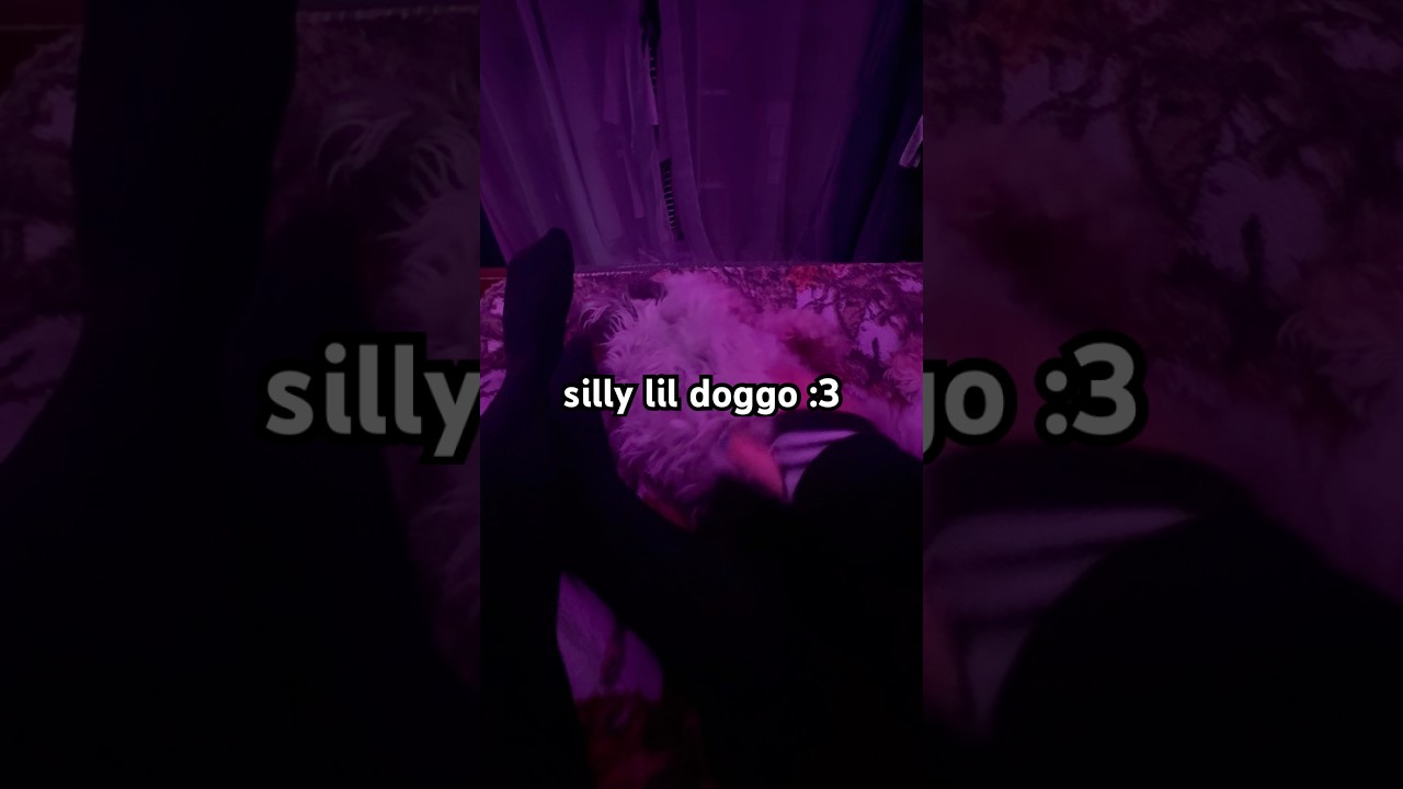 Good morning evwynyan~ :3 #lgbtiq #blahaj #transfem #femboy #pusheen #smg4 #plushies #dog #cute #uwu