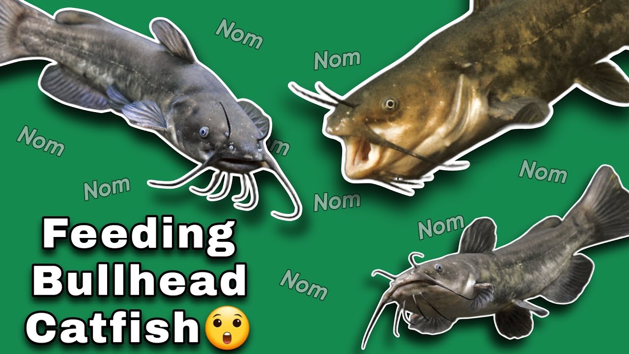 Feeding Pet Bullhead Catfish!😲