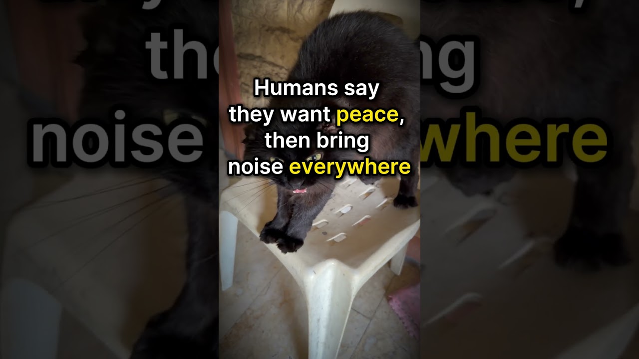 Sirus Notices Something About Humans 😼 