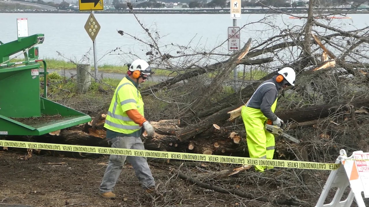 Crews cleaning up downed tree - YouTube