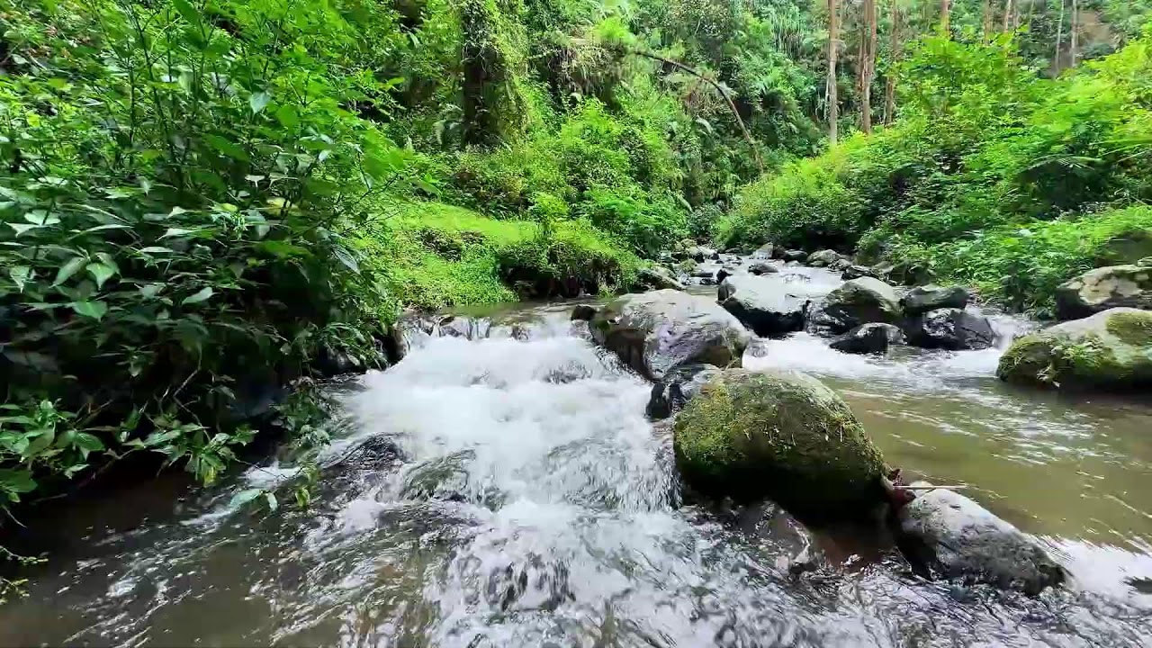 Feel the calm return with gentle river flow in a hidden woodland valley to help you sleep deeply