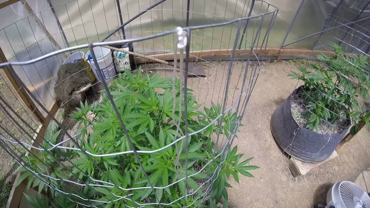 OMMP OUTDOOR GROW JUNE  18 2016 W/GRASS ROOTS TGA