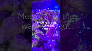 When You Having So Much Meat Without The Sizzling Hot Nithas