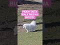 PIES PIĘKNY BIAŁY DUŻY DOG BIG zostaw subskrypcję pozdrawiam serdecznie