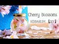 "HERBARIUM" with Cherry blossoms. ☺︎ 桜を使ったハーバリウム 【DIY】