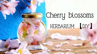 "HERBARIUM" with Cherry blossoms. ☺︎ 桜を使ったハーバリウム 【DIY】