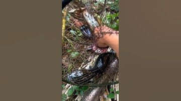 Đặt lờ dính cá trê hắc tạng