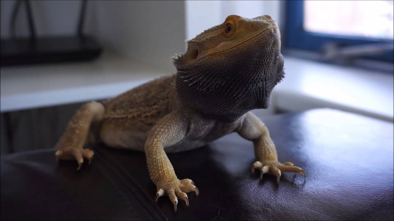 Yoshi The Bearded Dragon Is Quite Horny head Bobbing YouTube ultimate-head-and-shoulders-pattern-trading-course-price-action