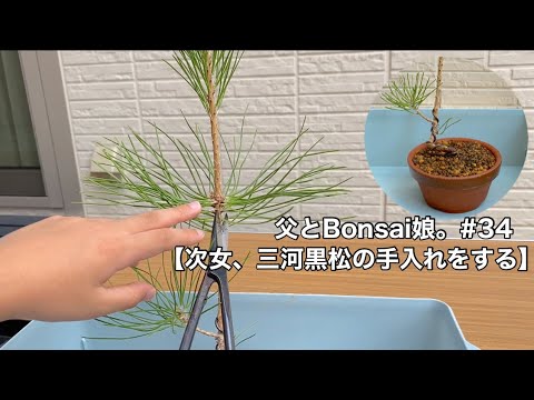 次女、三河黒松の手入れに挑戦】父とBonsai娘。#34 #bonsai #盆栽