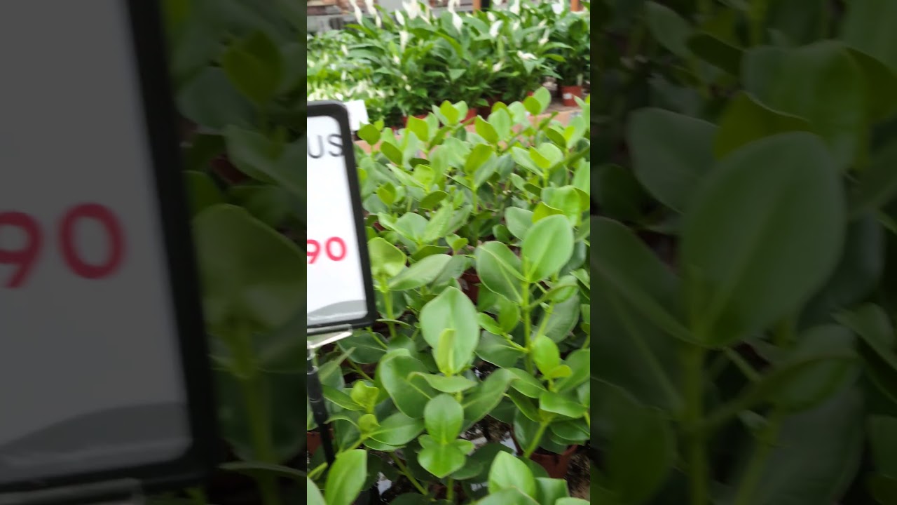 Гомосексуальный шутник?