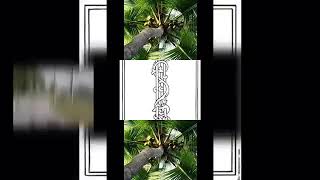 (REUPLOADED) (REQUESTED) The Asante Twi Earth Day Alphabet Song Scan (Veg Replace)