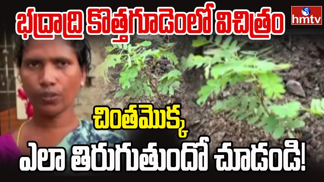 చింతమొక్క ఎలా తిరుగుతుందో చూడండి | Bhadradri Kothagudem | Seetharamapuram | hmtv