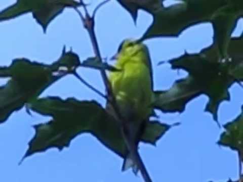 Yellow Finch songbird 