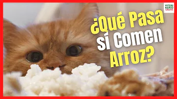 ¿Pueden los gatos comer arroz cocido?