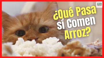¿Puede un gato comer arroz?