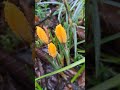 Yellow crocus in winter light #CottageGarden #FlowerShorts #SeasonalMagic
