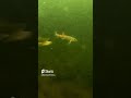 EPIC SLO-MO UNDERWATER PIKE ATTACK!!! #Shorts #icefishing #underwater