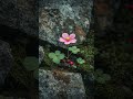 A Flower that Defied the Stones #aivisuals #shorts #trending #viralvideo #creativeai #aishorts