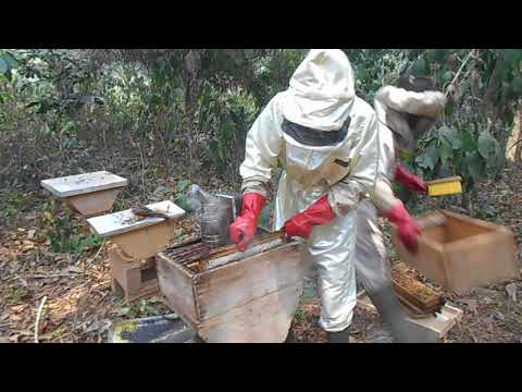 RÉCOLTE DE MIEL DANS LES HAUSSES DE RUCHE FONGE 1